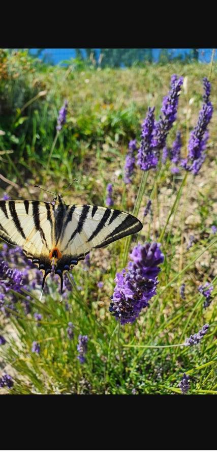 Gite Les Trois Abeilles Besignan Exterior photo